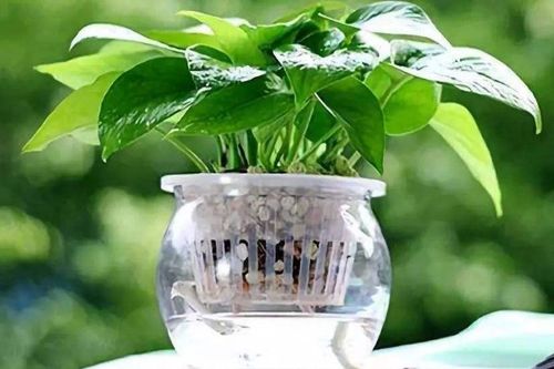 水培植物可以用什么日常用品代替营养液吗